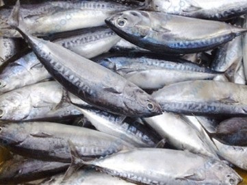 VN's tuna exports surged